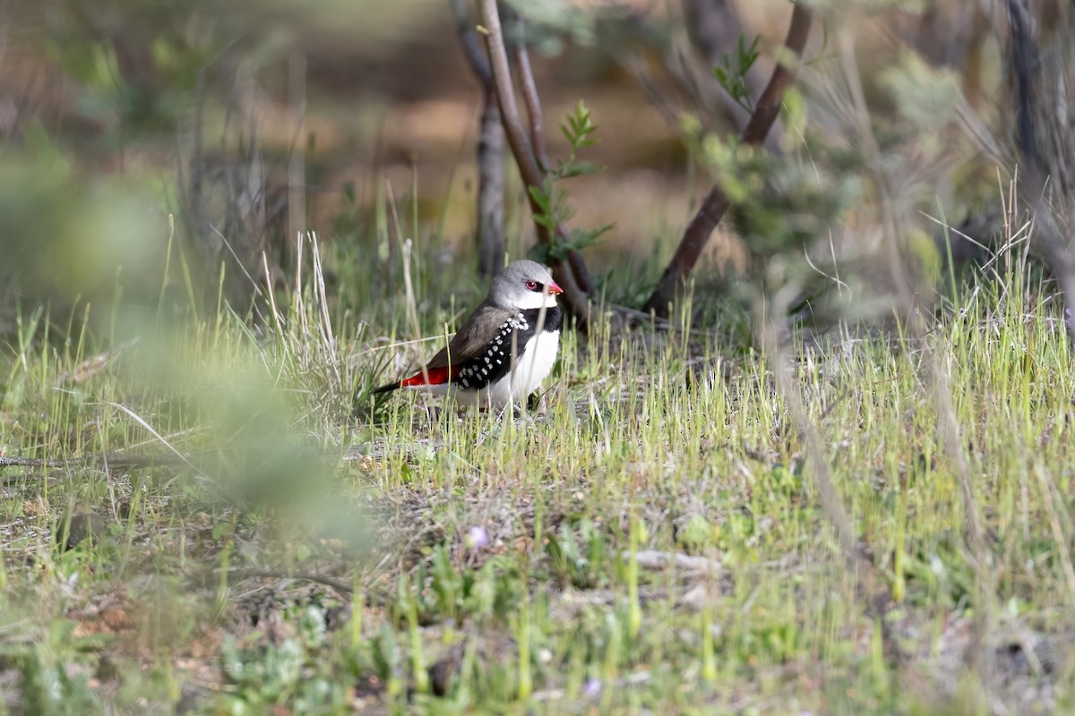 Diamond Firetail - ML642002847