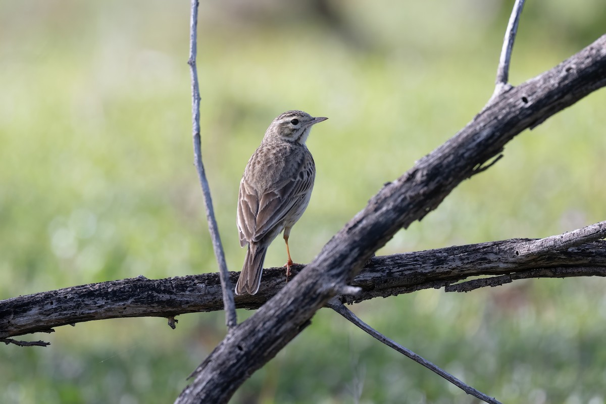 Australian Pipit - ML642002850