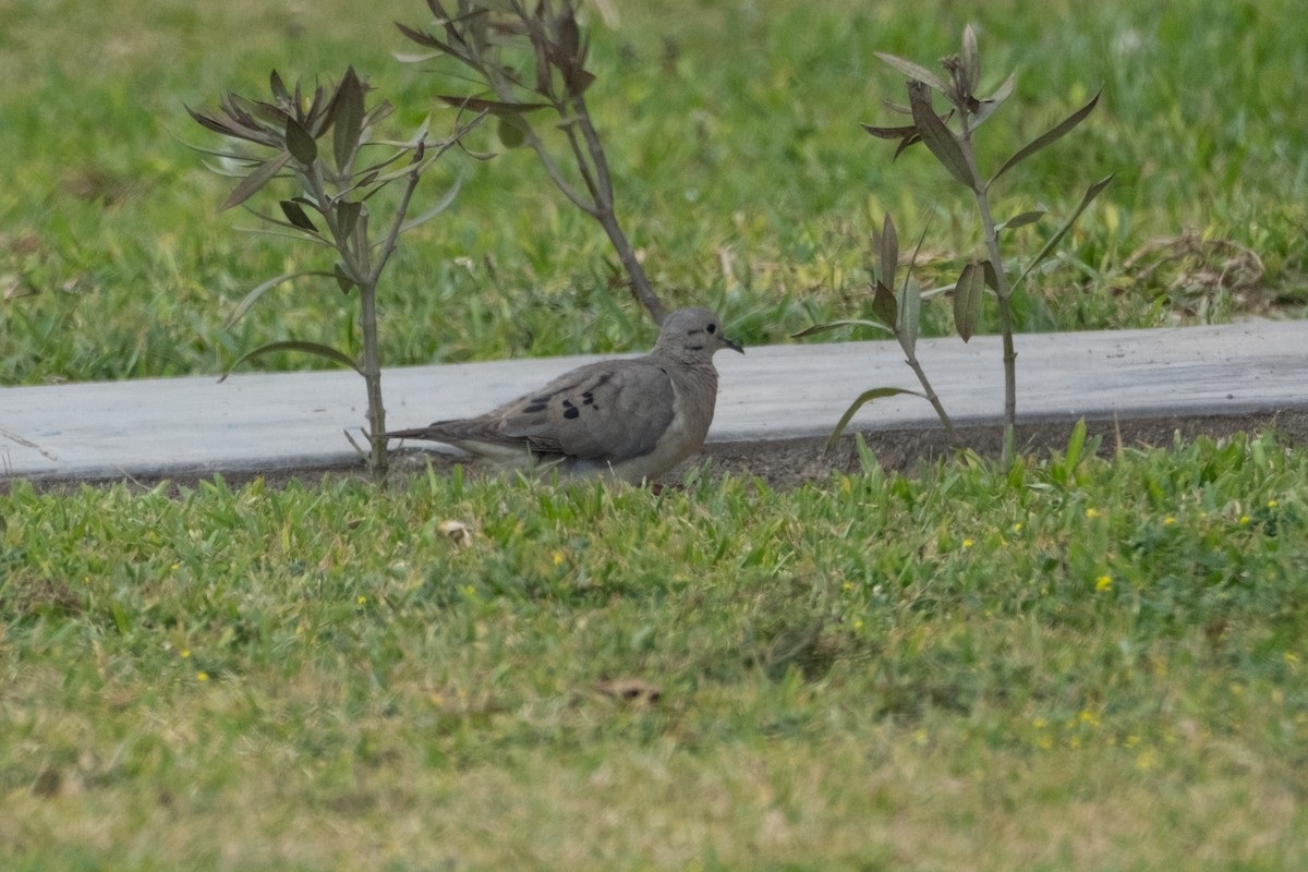 Eared Dove - ML642002855
