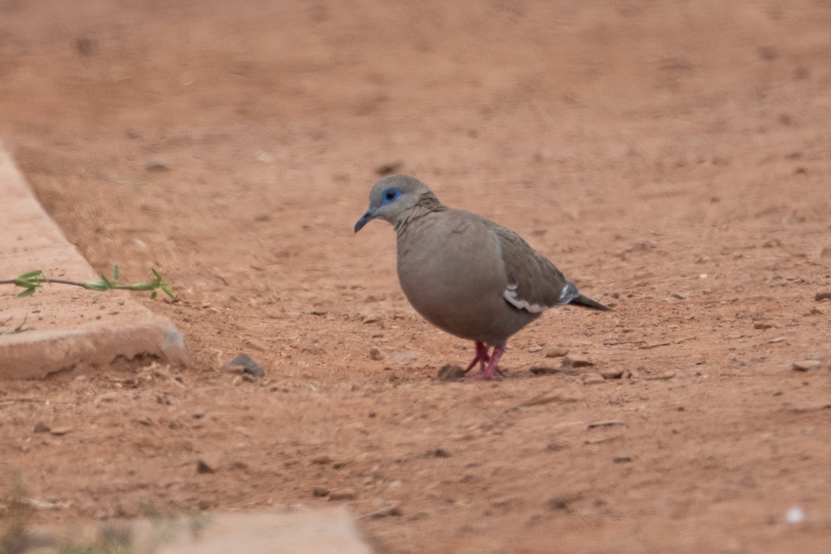 West Peruvian Dove - ML642002860