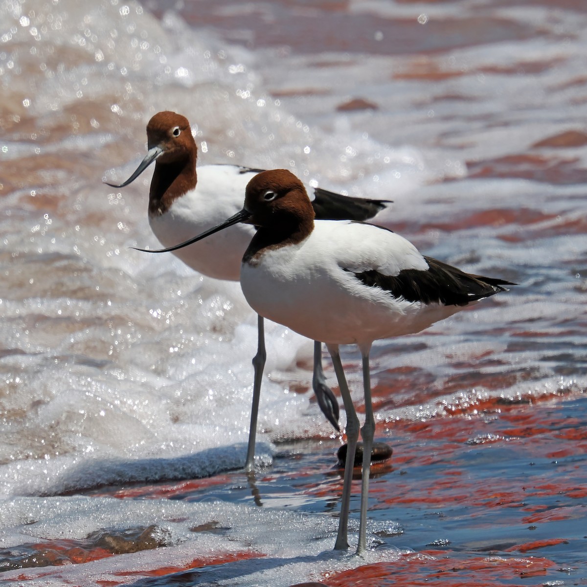 Red-necked Avocet - ML642002862