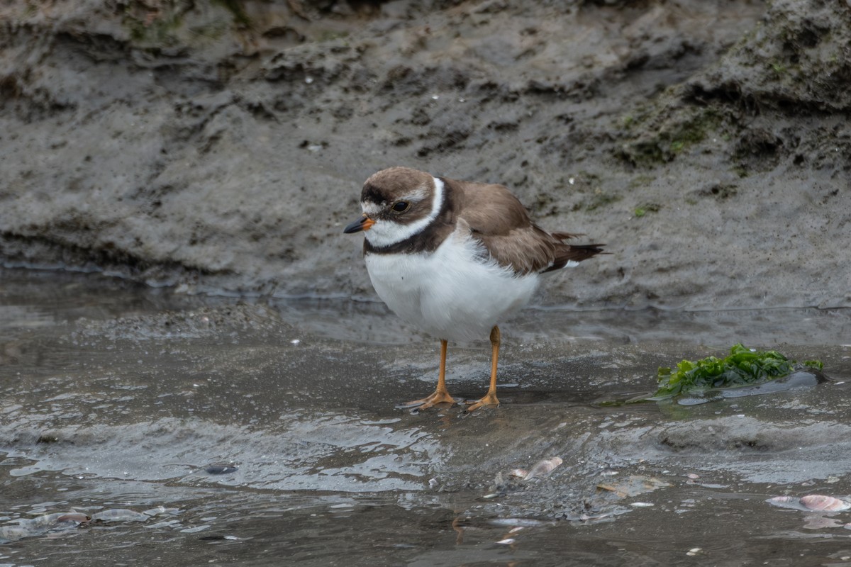 Semipalmated Plover - ML642002863