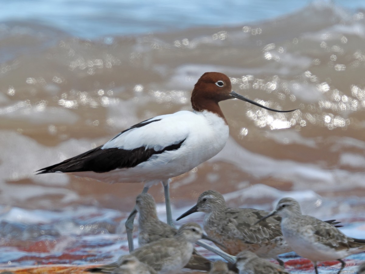 Red-necked Avocet - ML642002864