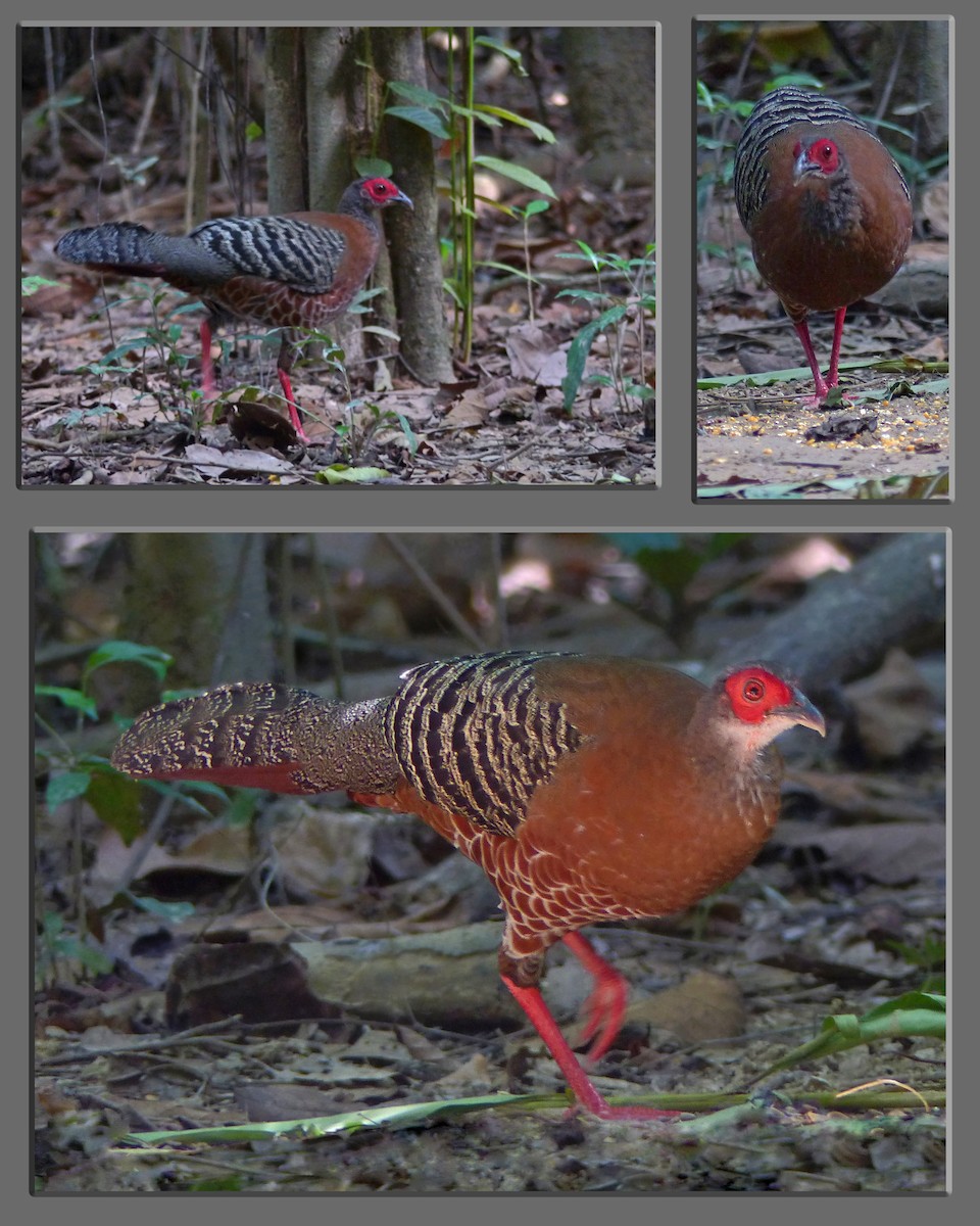 Siamese Fireback - ML642002865