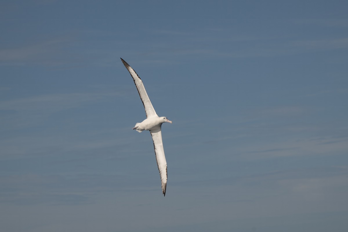 Northern Royal Albatross - ML642002873