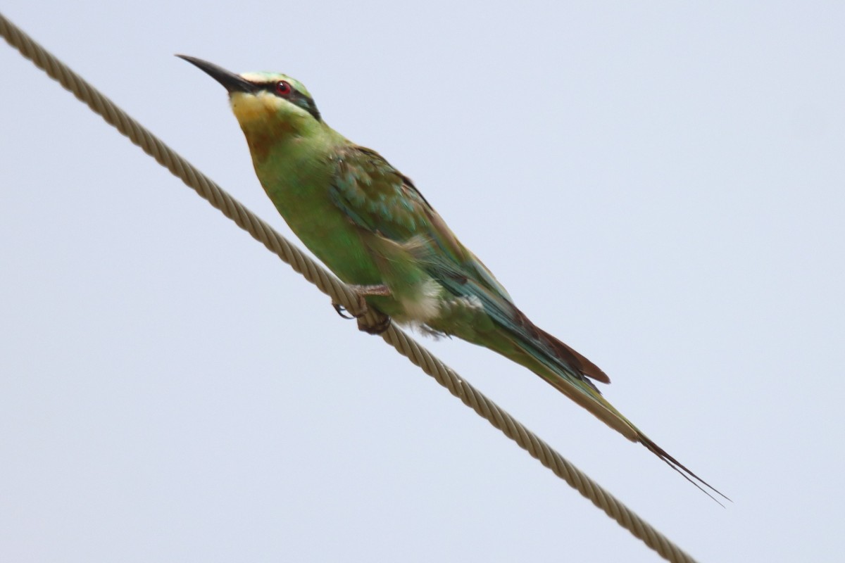 Blue-cheeked Bee-eater - ML642002876