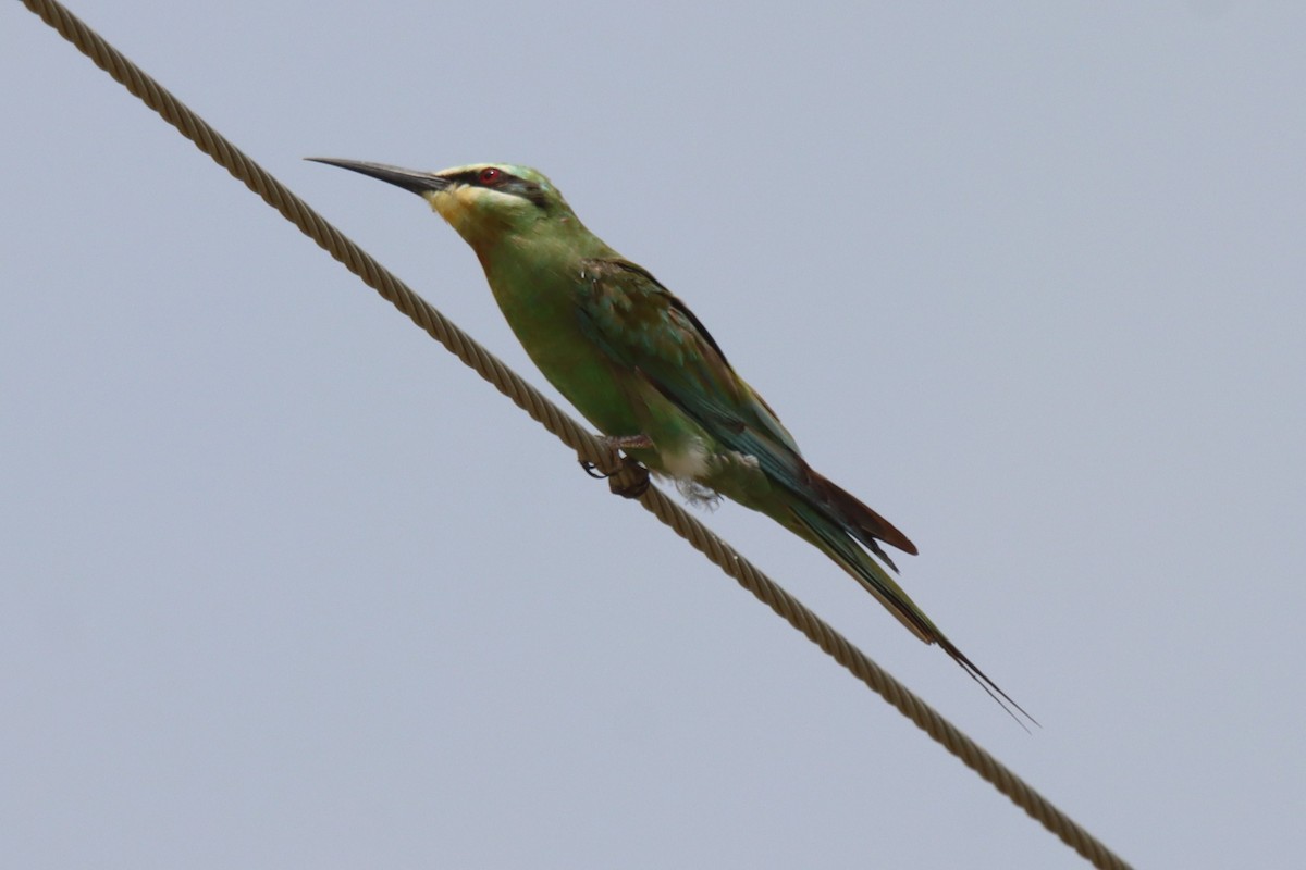 Blue-cheeked Bee-eater - ML642002877