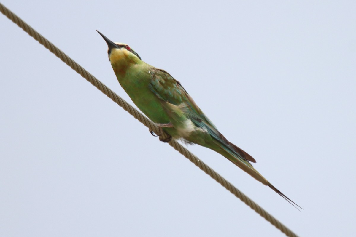 Blue-cheeked Bee-eater - ML642002878