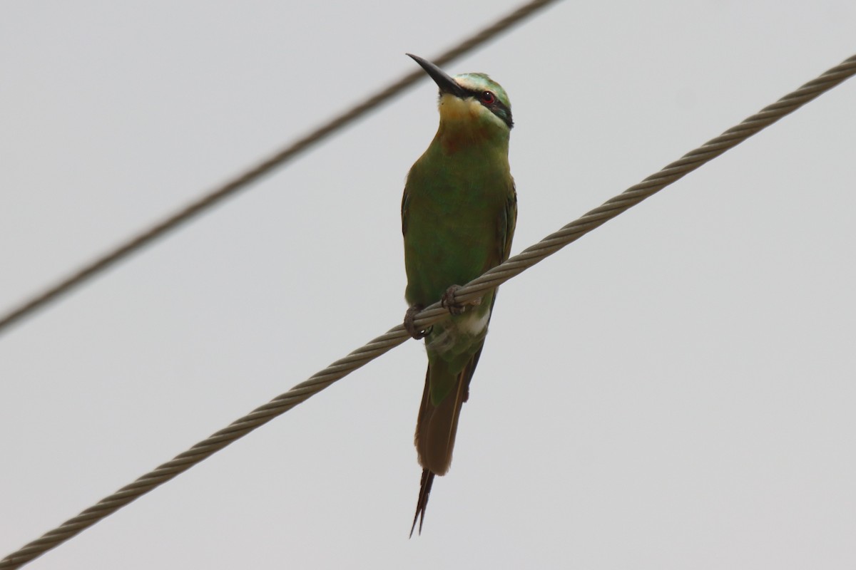 Blue-cheeked Bee-eater - ML642002880