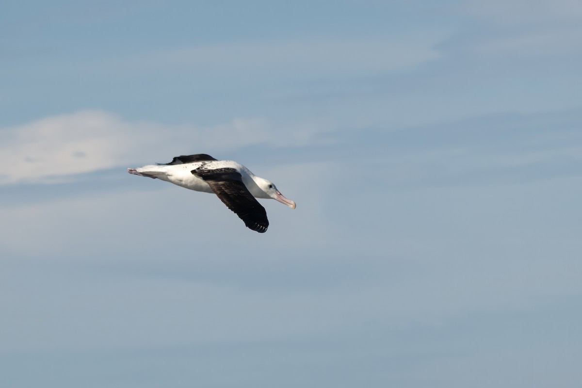 Northern Royal Albatross - ML642002882