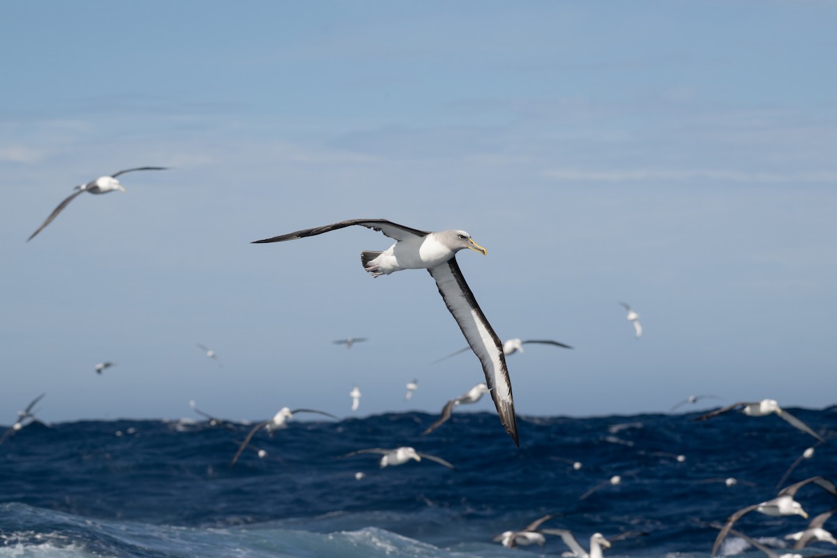 Buller's Albatross - ML642002884