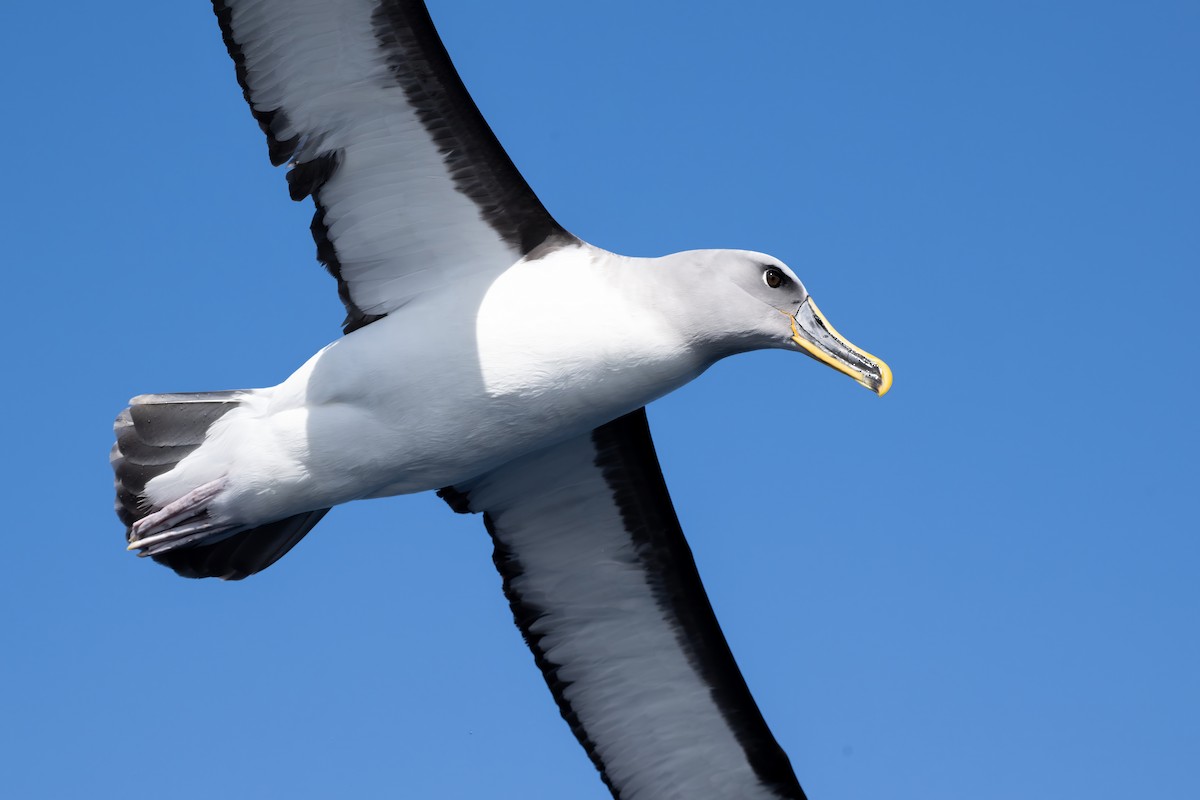 Buller's Albatross - ML642002889