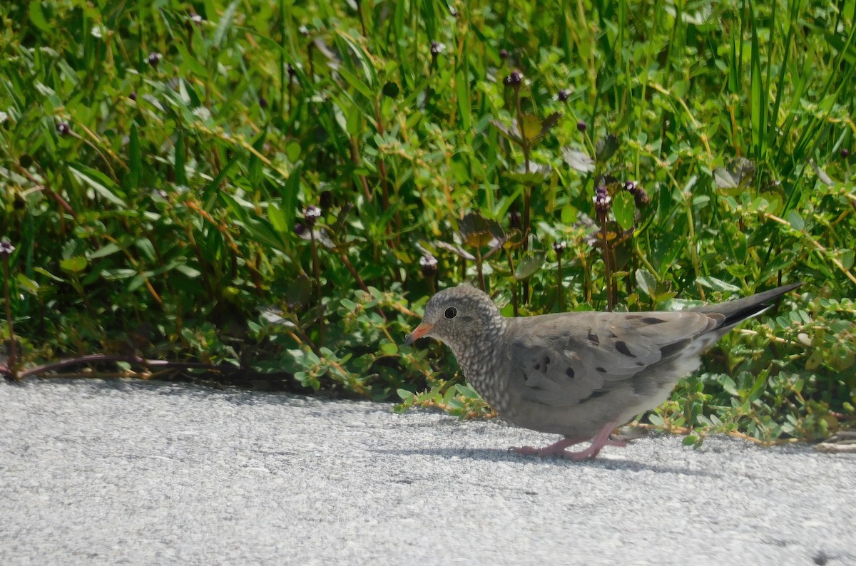 Common Ground Dove - ML642002890