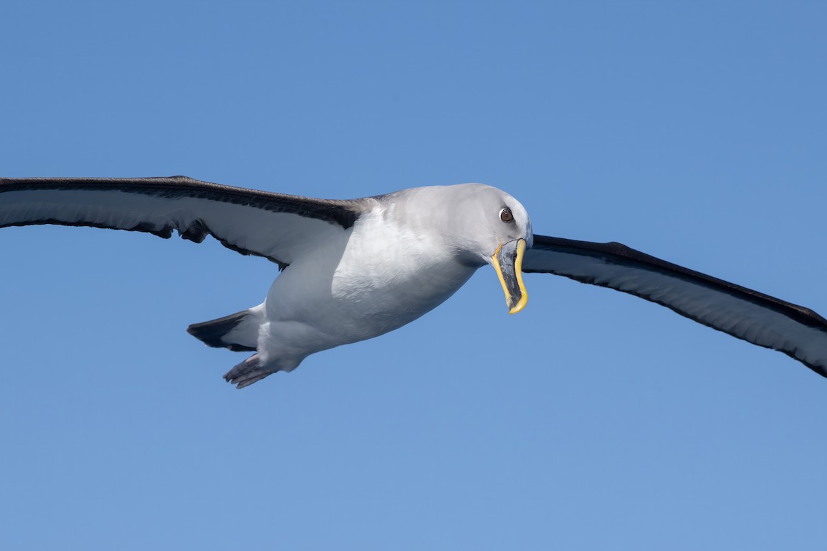 Buller's Albatross - ML642002892