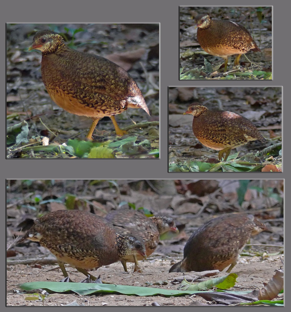 Scaly-breasted Partridge - ML642002895