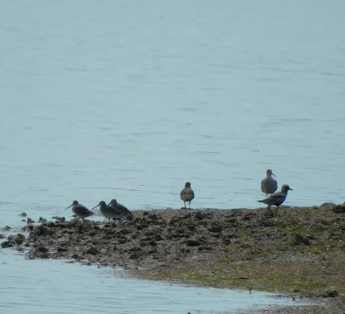 Charadriiformes sp. - ML642002897