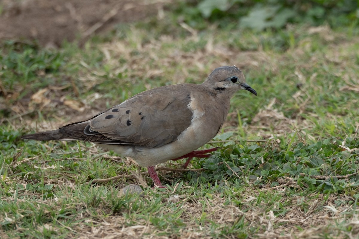 Eared Dove - ML642002898