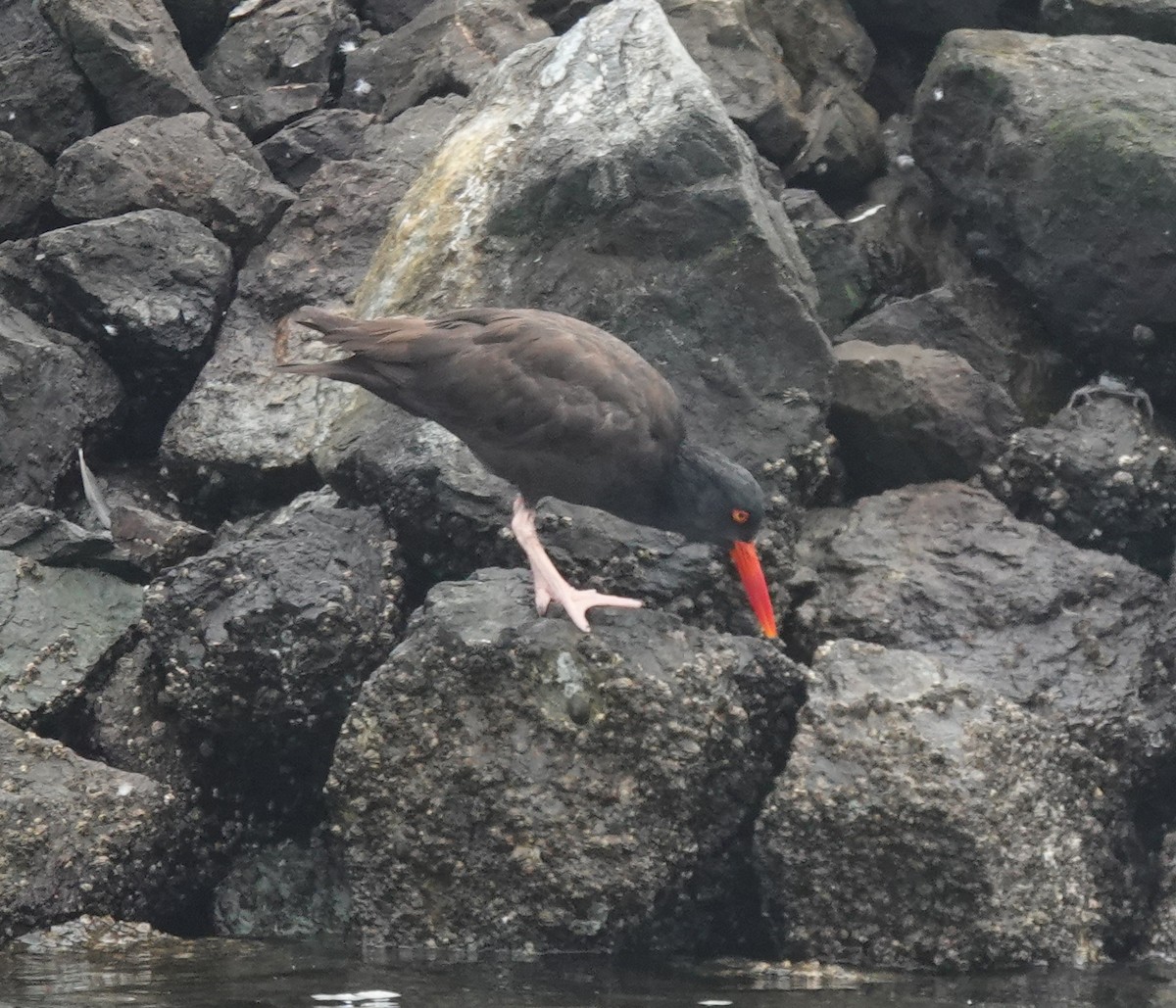 Black Oystercatcher - ML642002901