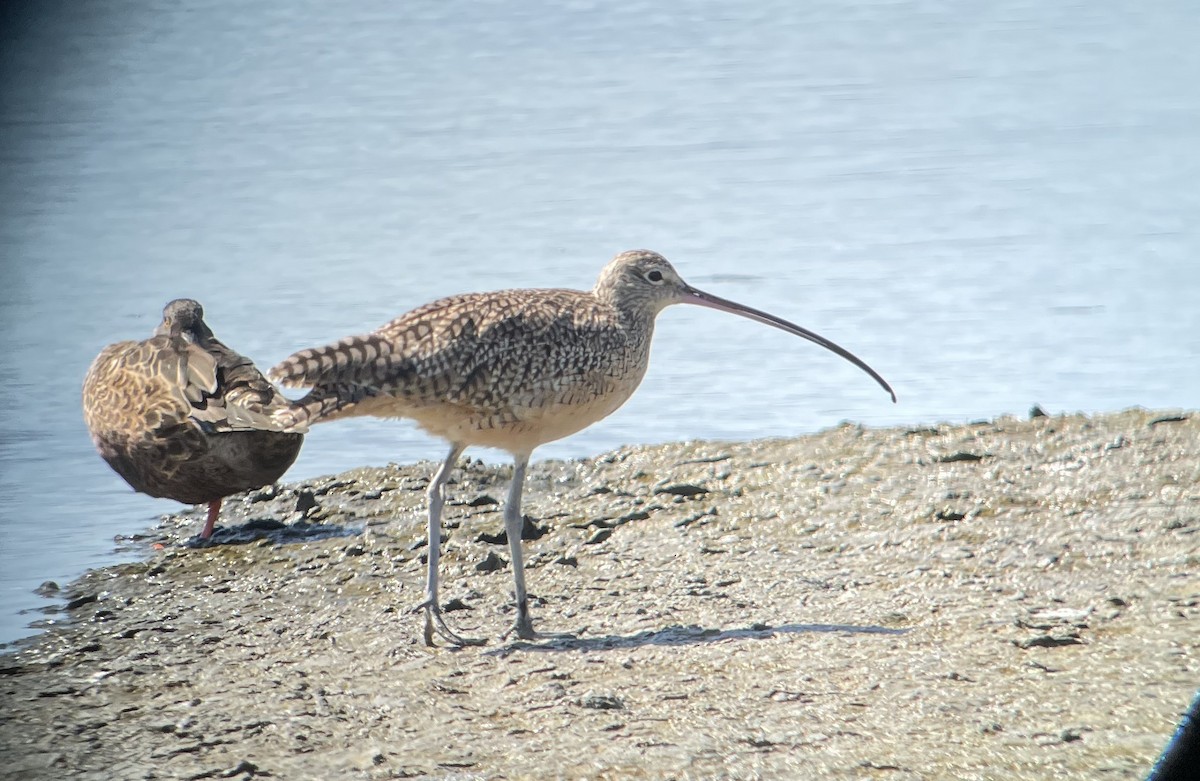 Long-billed Curlew - ML642002902