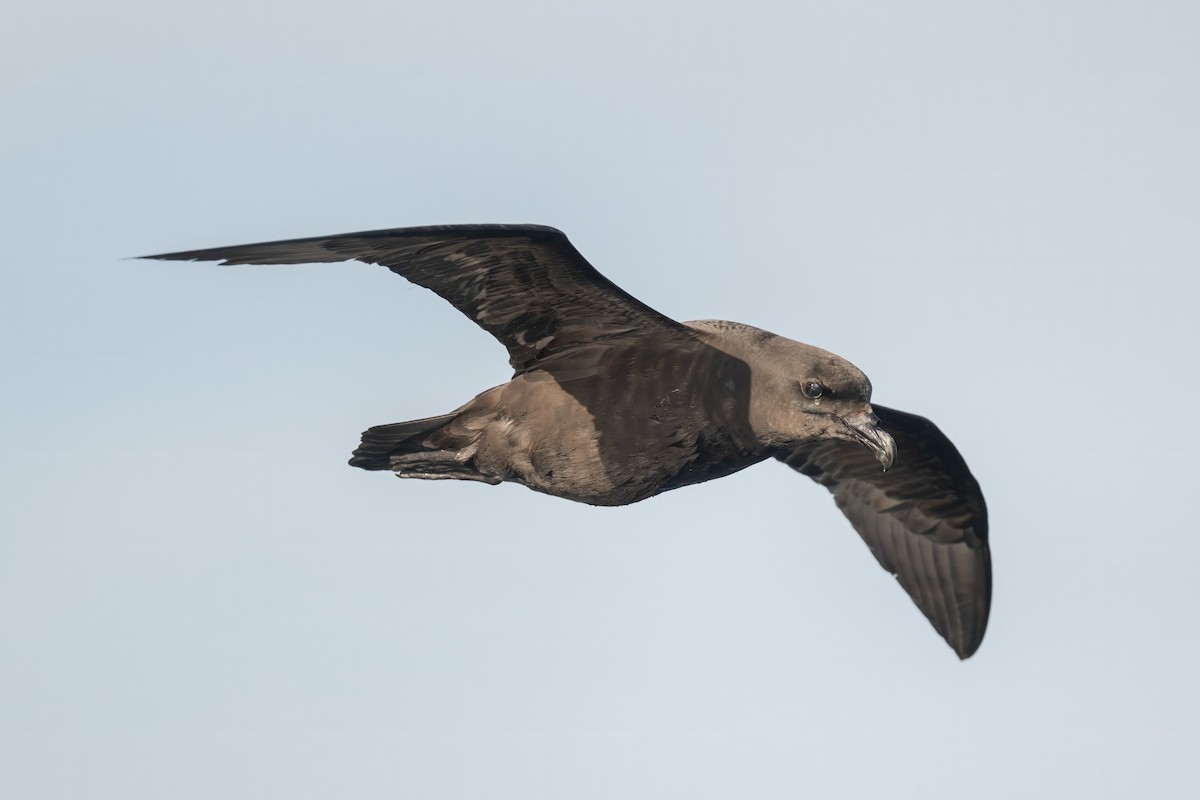 Great-winged Petrel - ML642002903