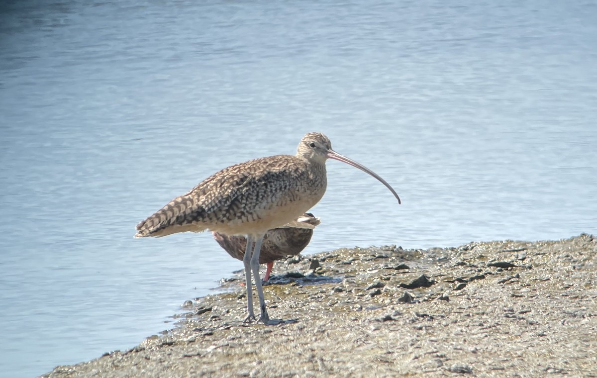 Long-billed Curlew - ML642002904