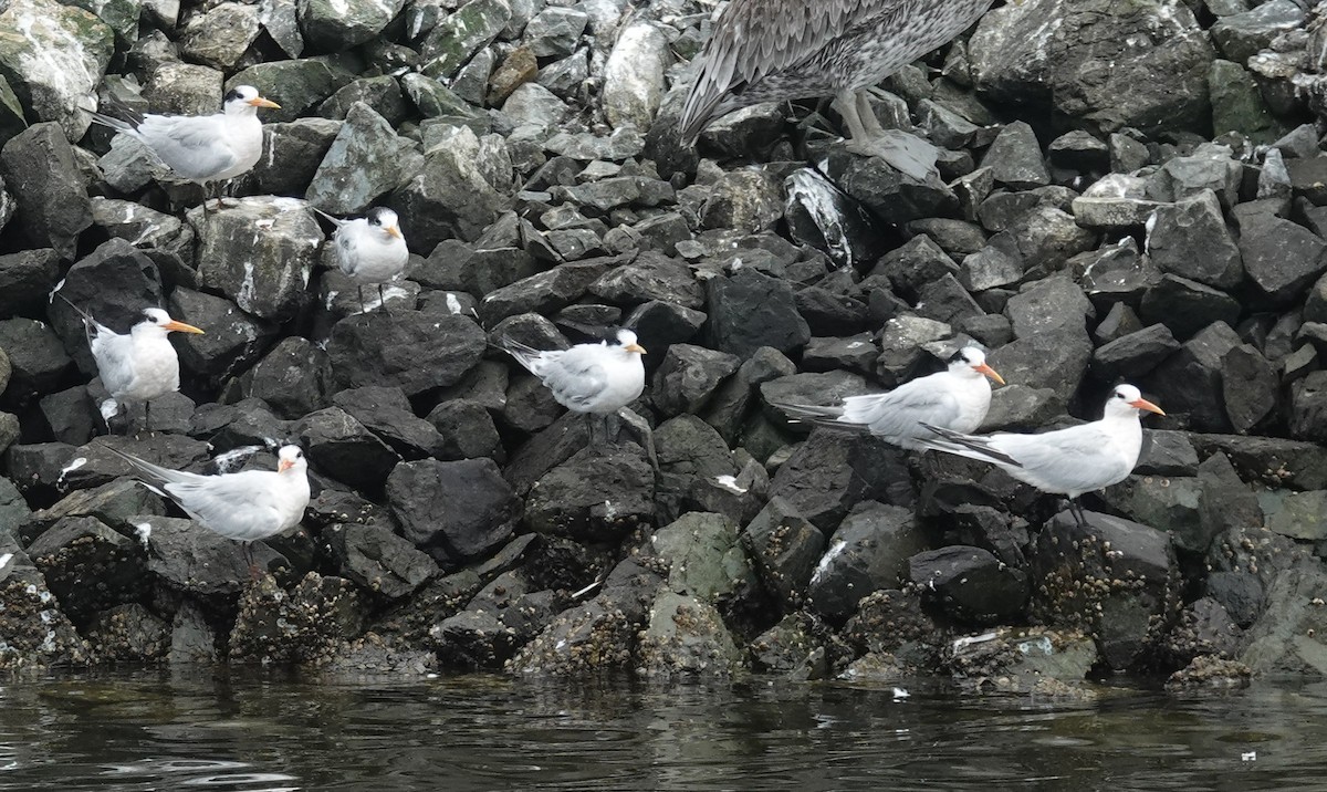 Elegant Tern - ML642002905