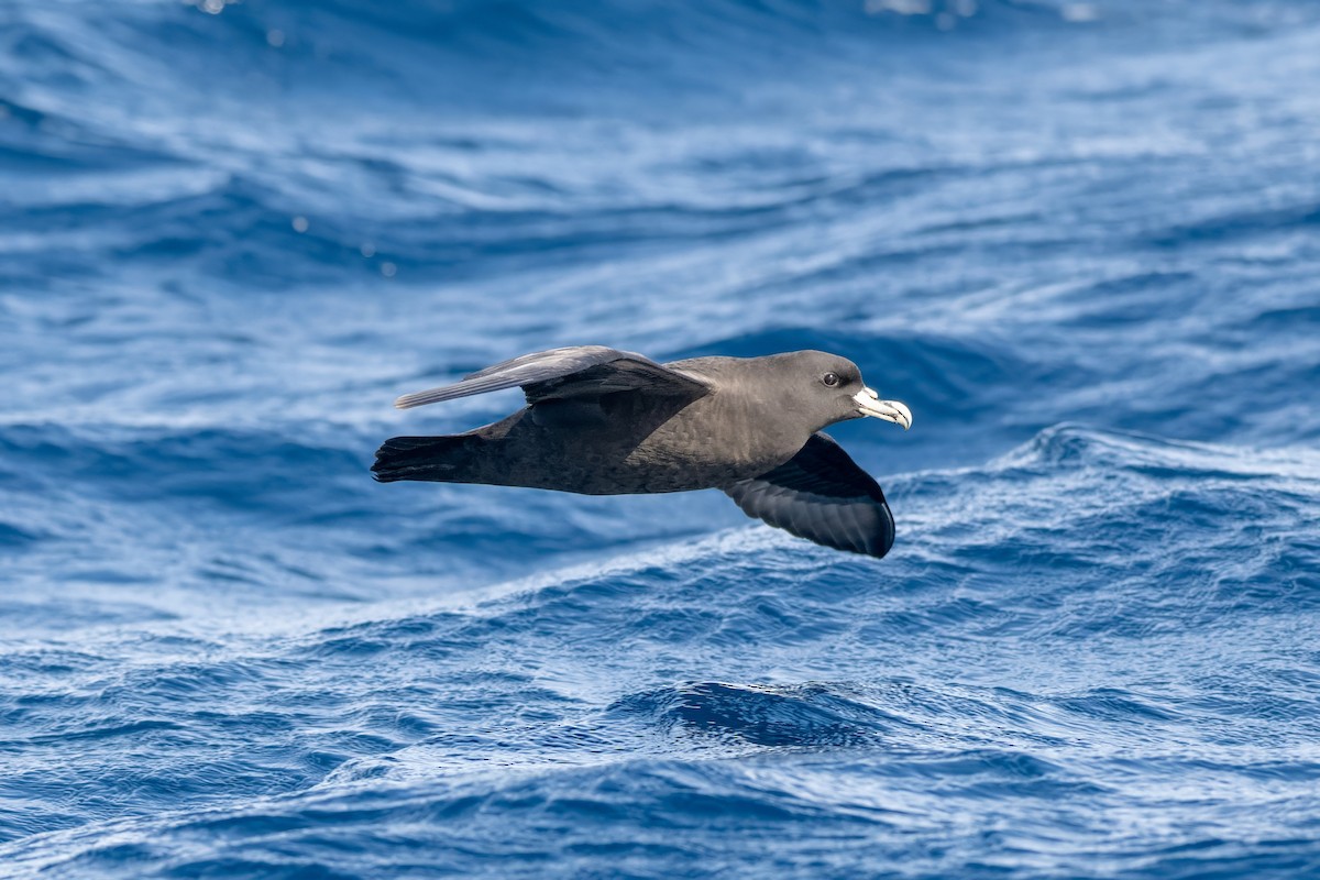 White-chinned Petrel - ML642002906