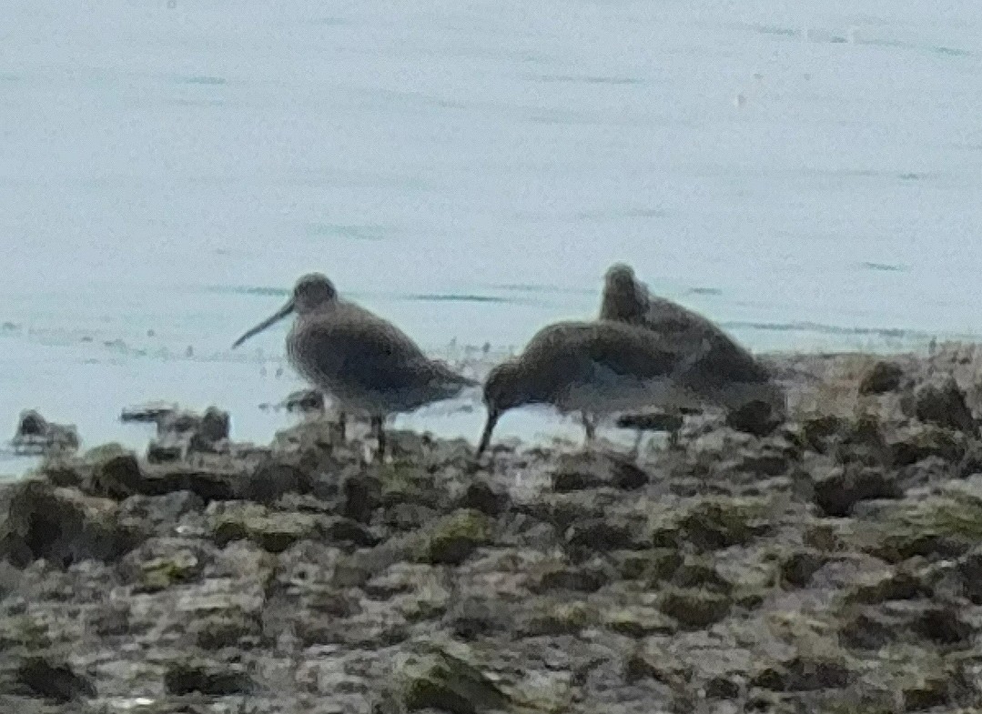 Charadriiformes sp. - ML642002907