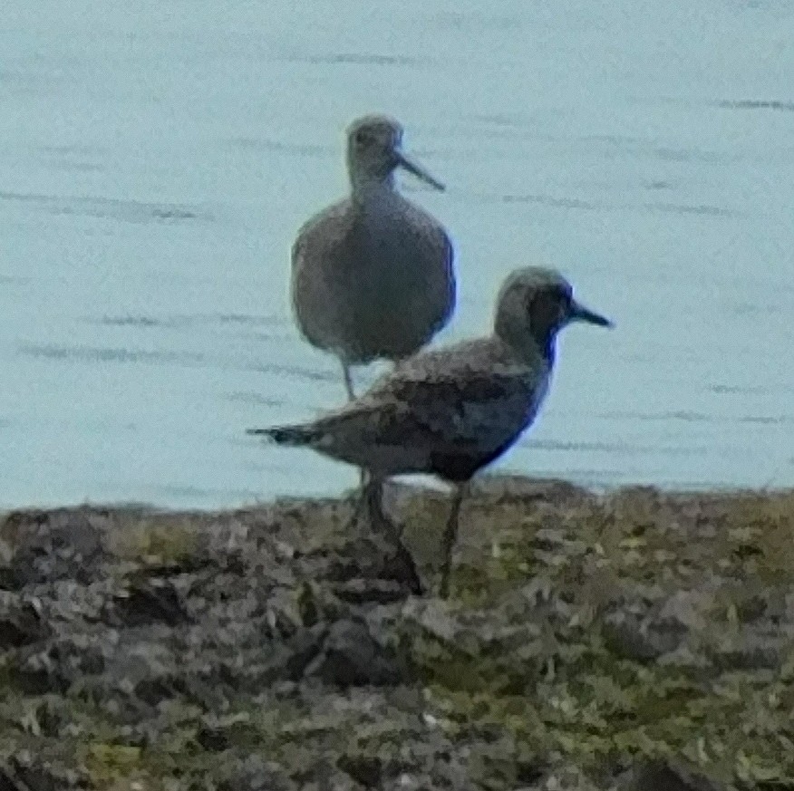Charadriiformes sp. - ML642002909