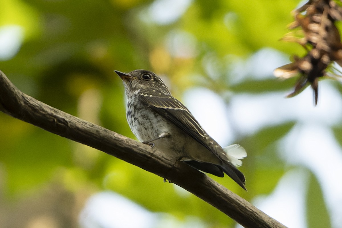 Dark-sided Flycatcher - ML642002911