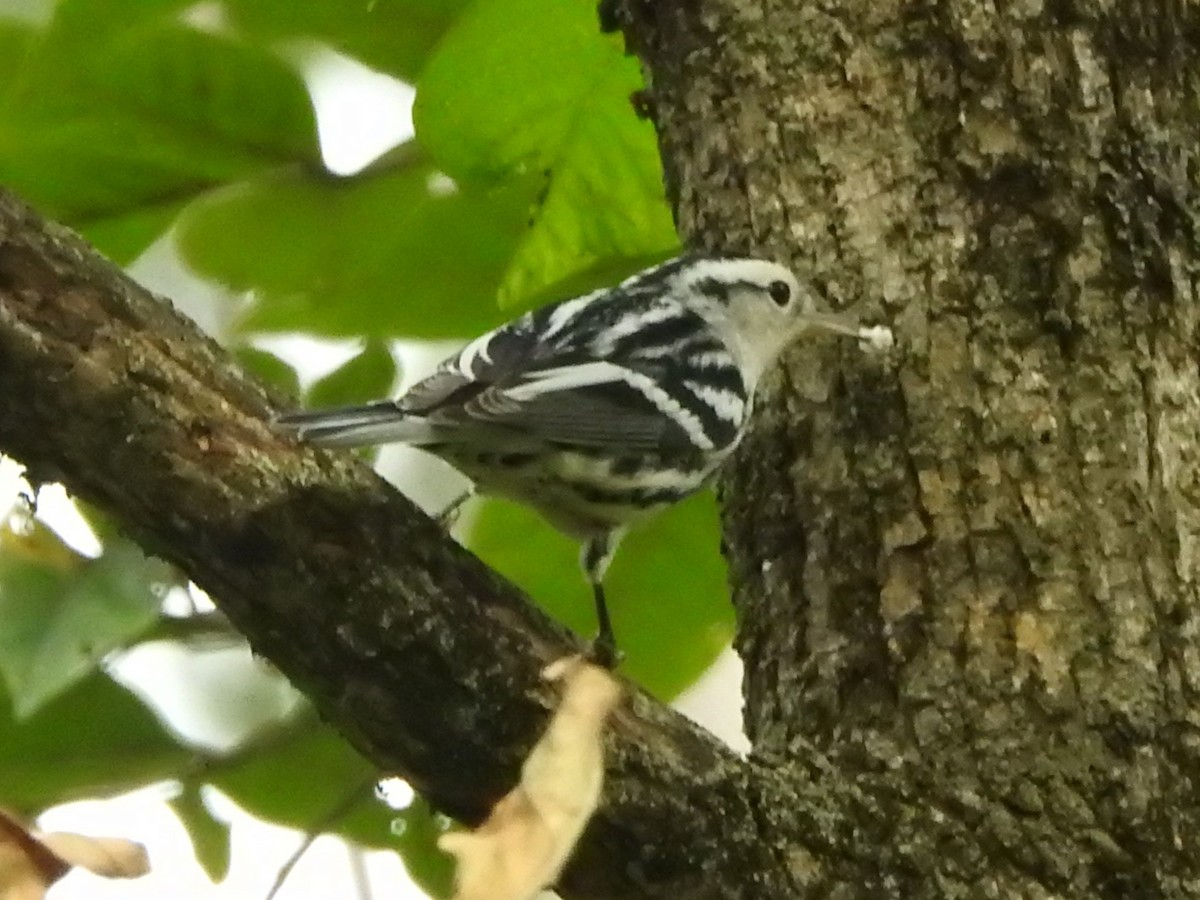 Black-and-white Warbler - ML642002919