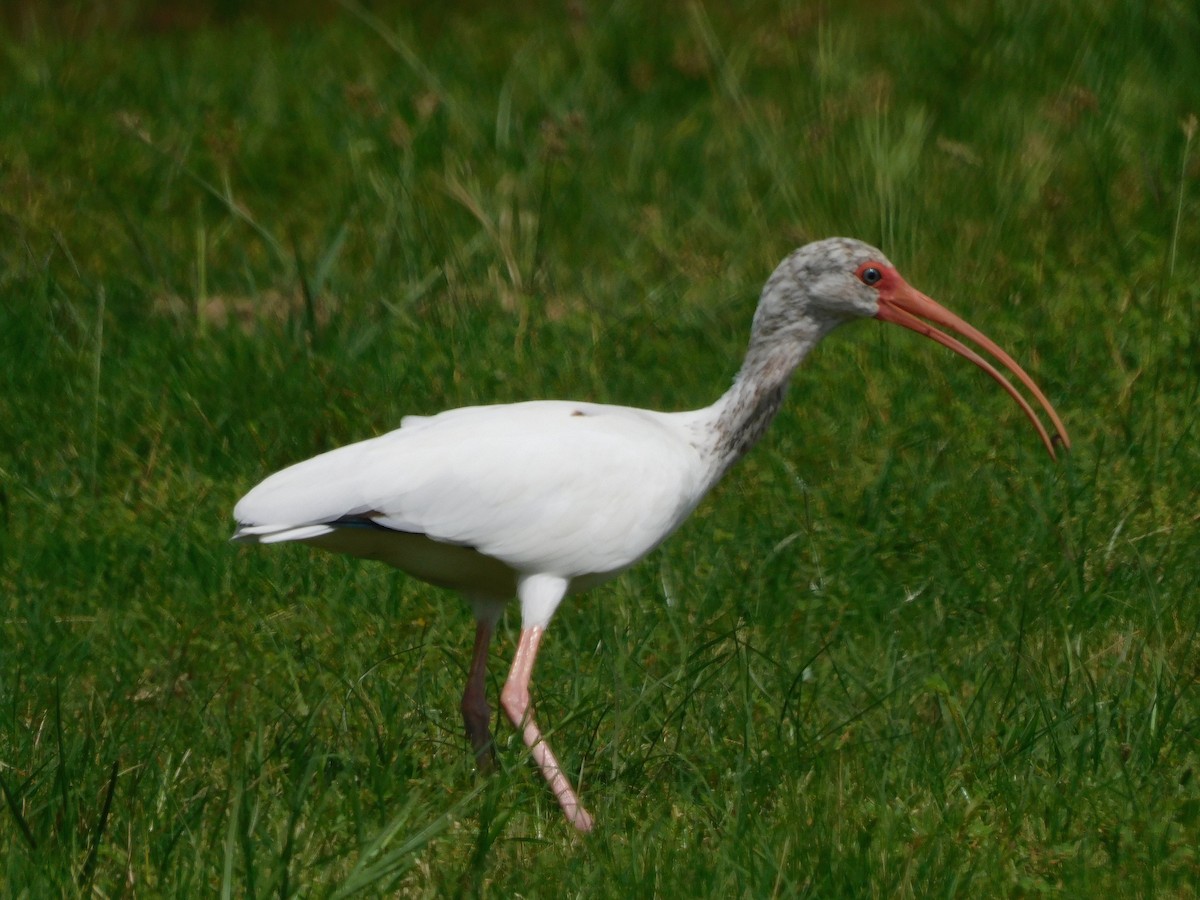 Ibis zuria - ML642002923