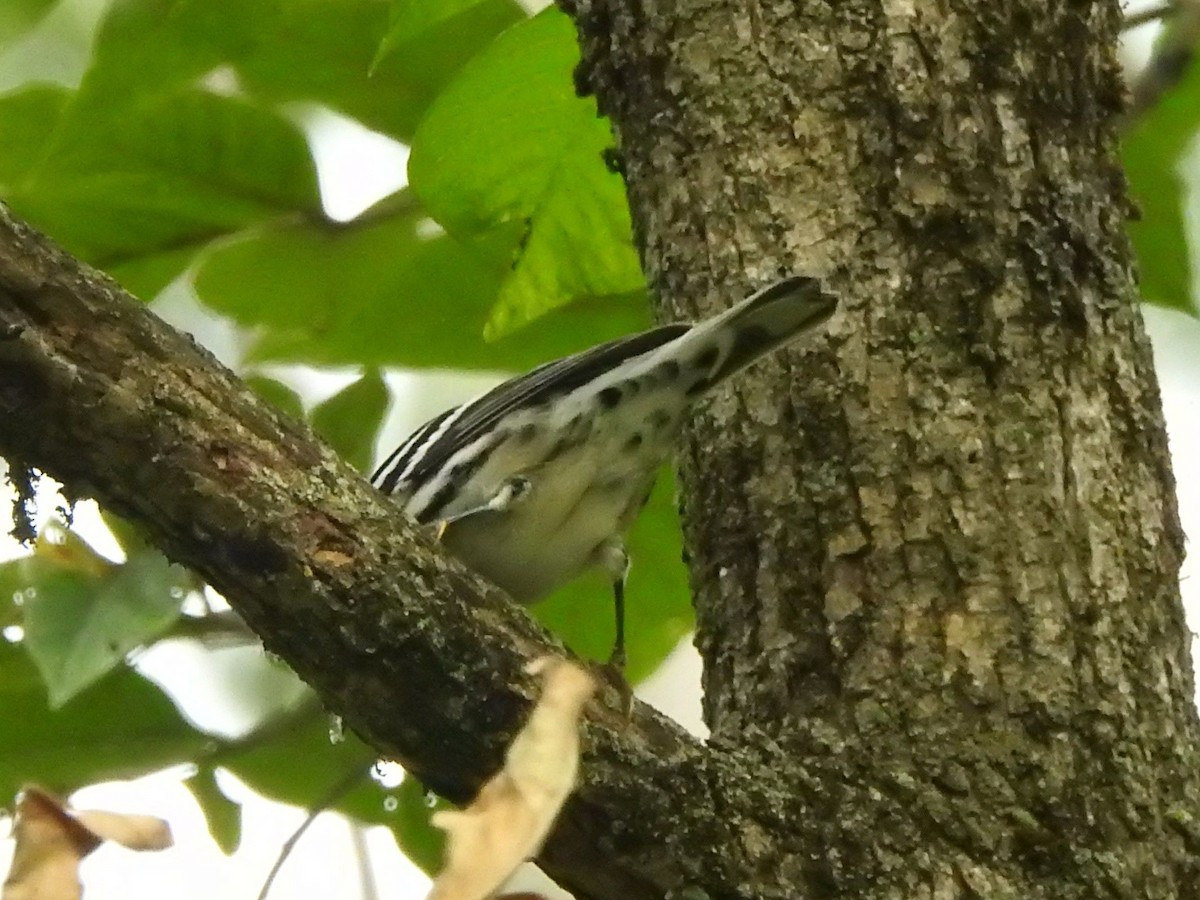 Black-and-white Warbler - ML642002925