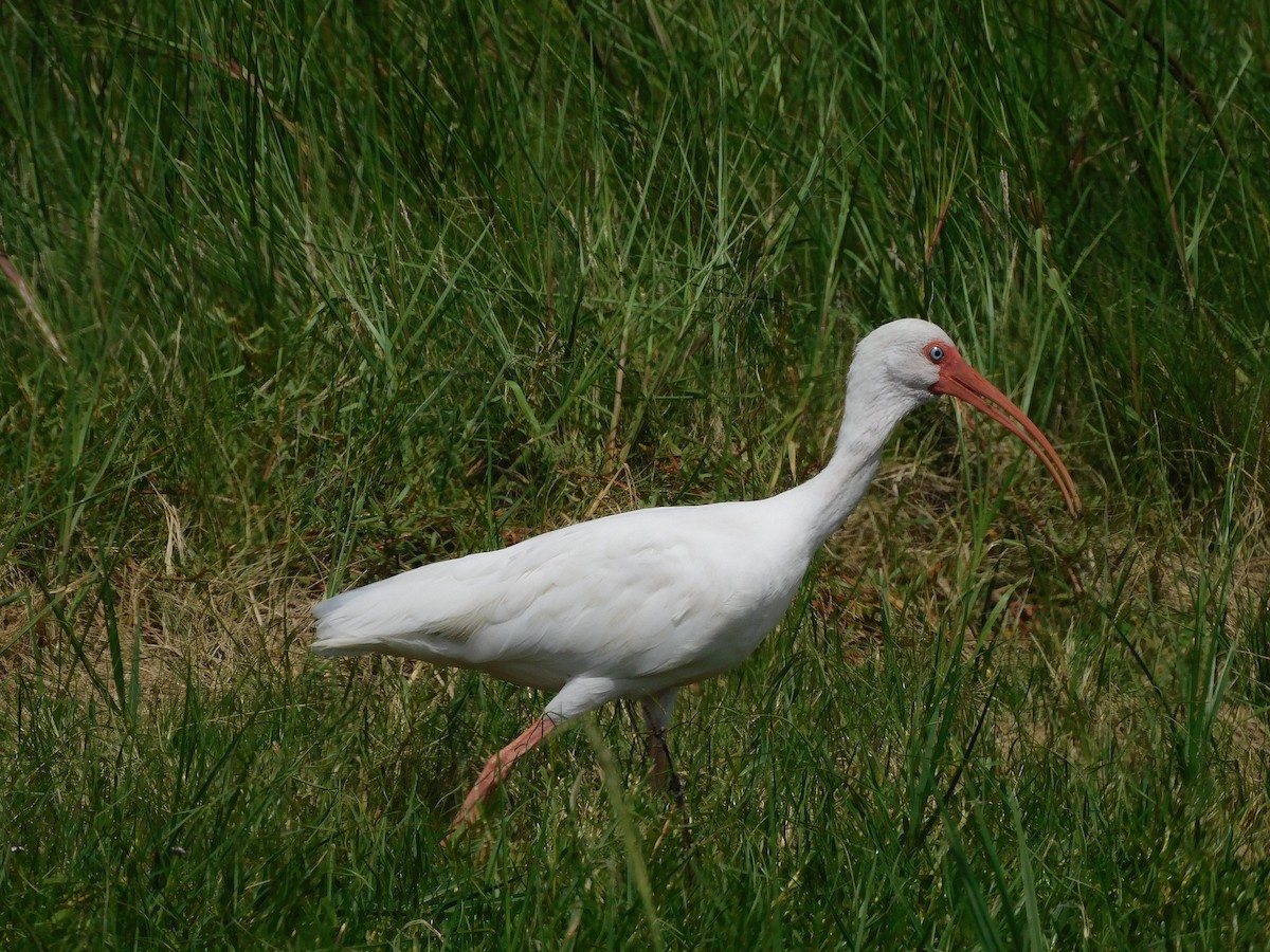 Ibis zuria - ML642002927
