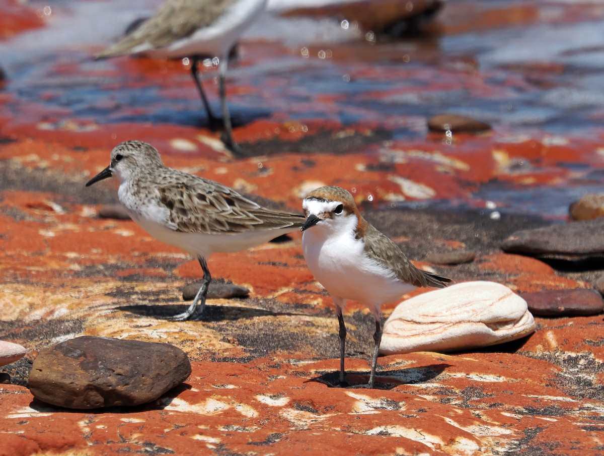 Red-capped Plover - ML642002928