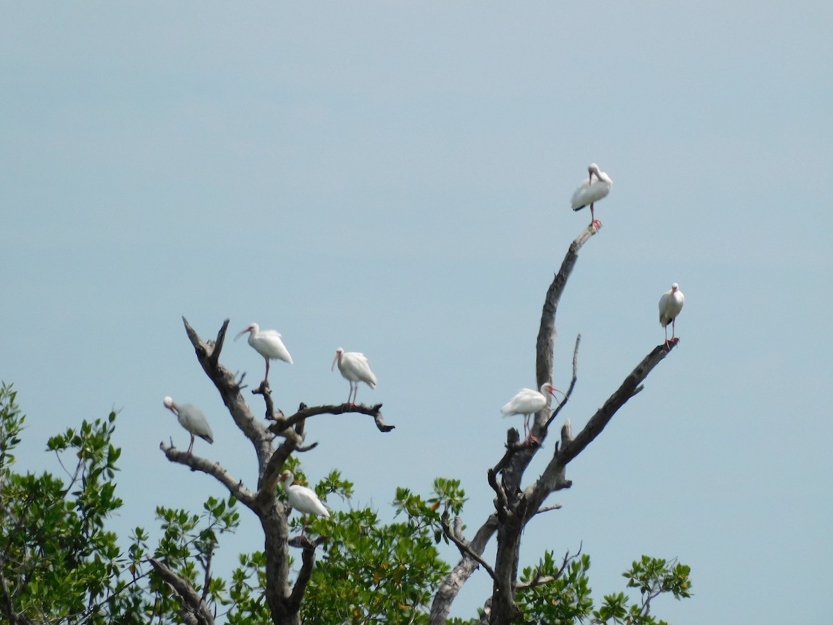 Ibis zuria - ML642002929