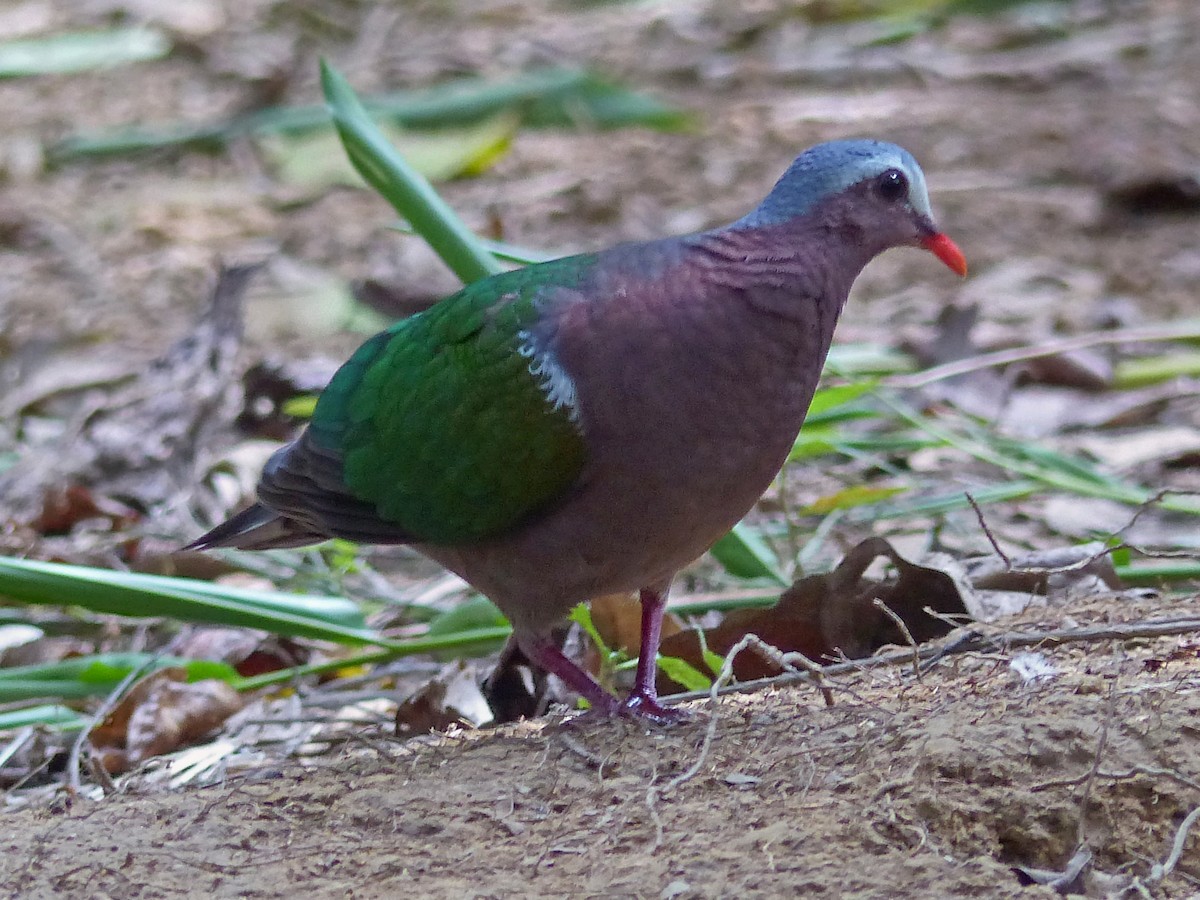 Asian Emerald Dove - ML642002932