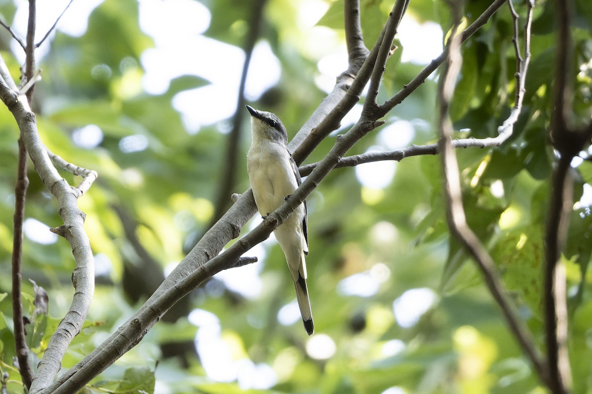 Brown-rumped Minivet - ML642002933