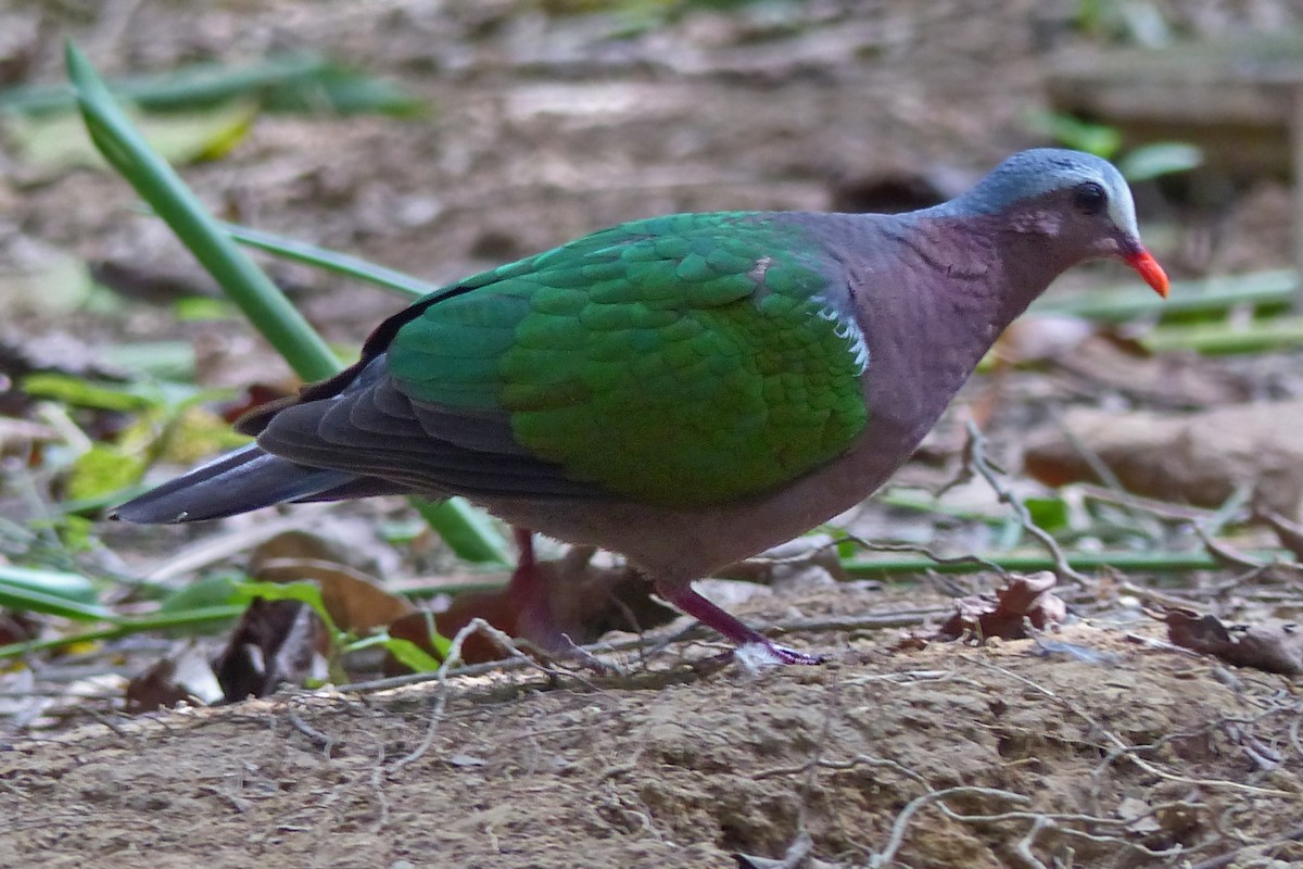 Asian Emerald Dove - ML642002942