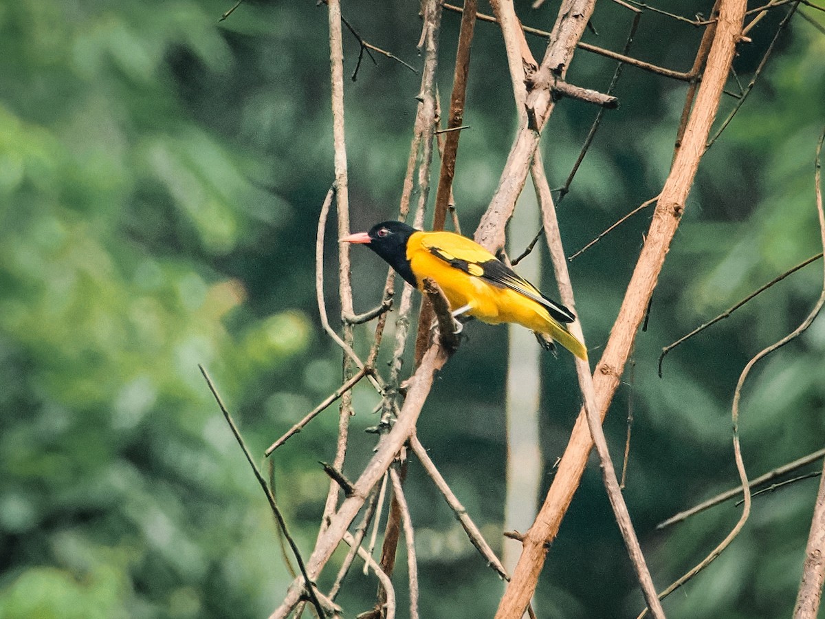 Black-hooded Oriole - ML642002944