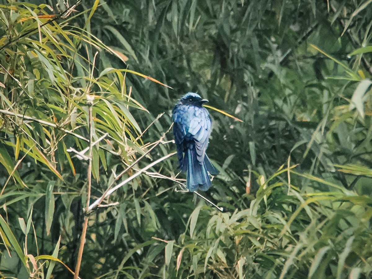 Bronzed Drongo - ML642002945