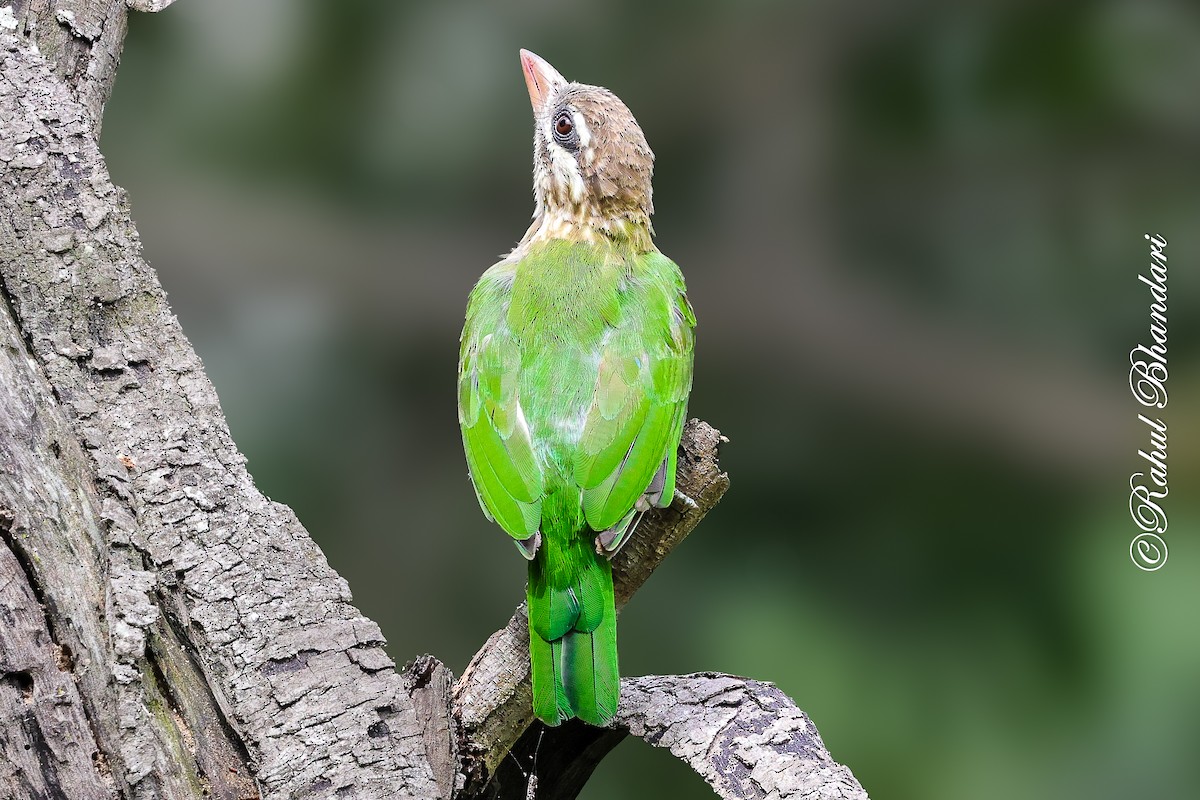 Ak Yanaklı Barbet - ML642002946