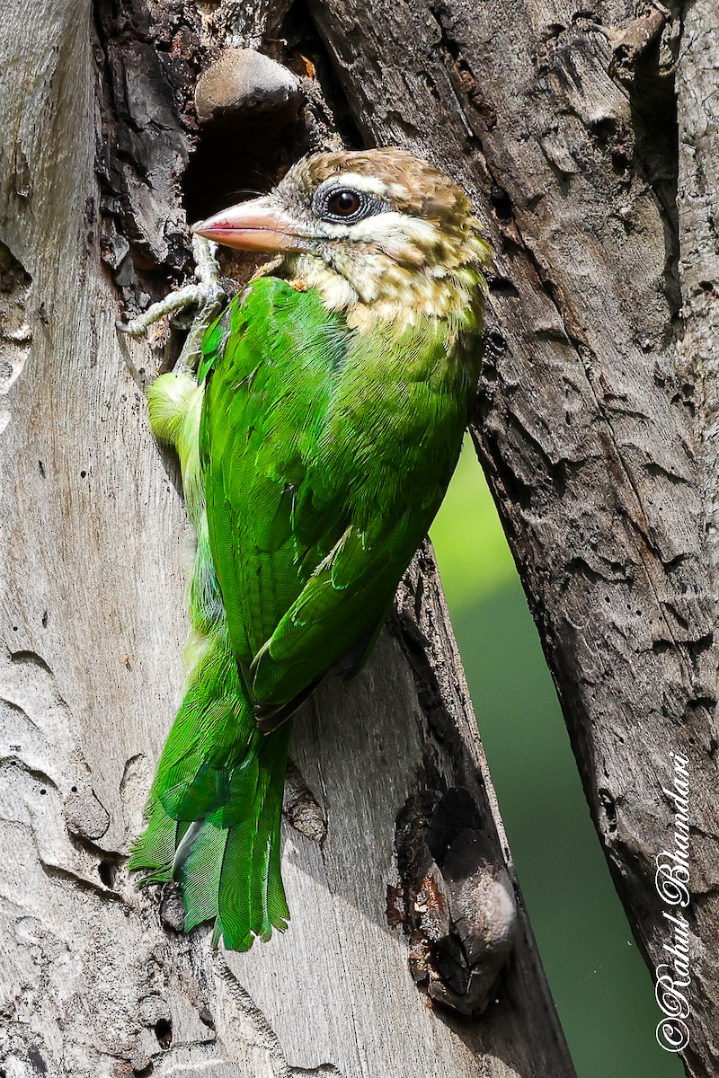 Ak Yanaklı Barbet - ML642002948