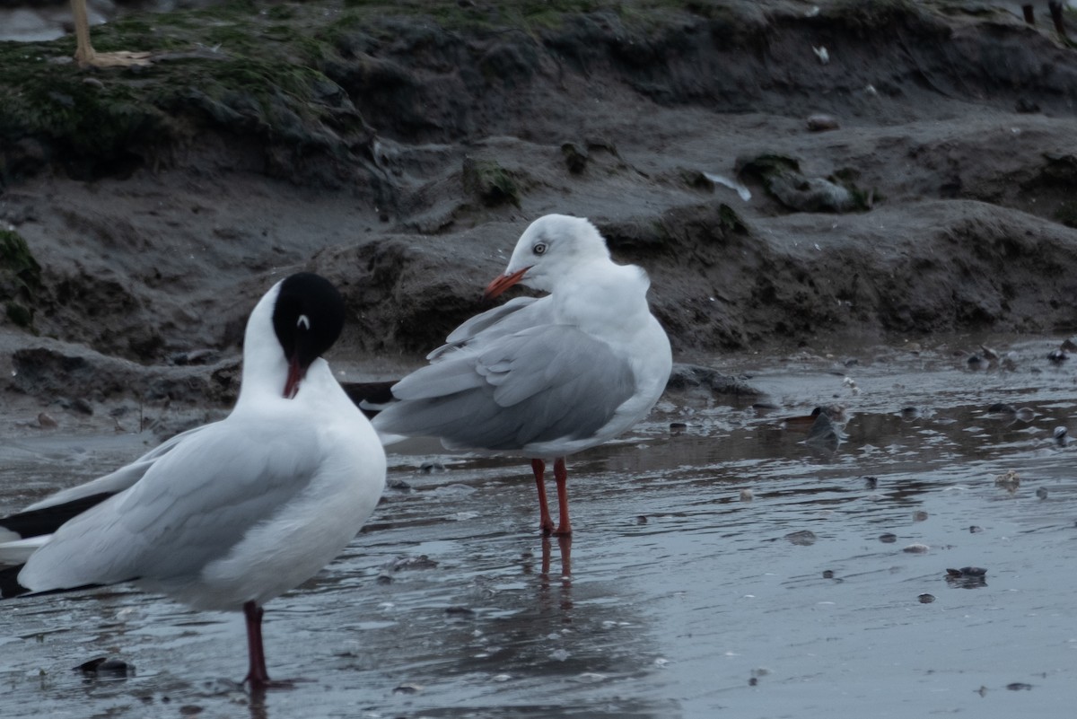 Gray-hooded Gull - ML642002954
