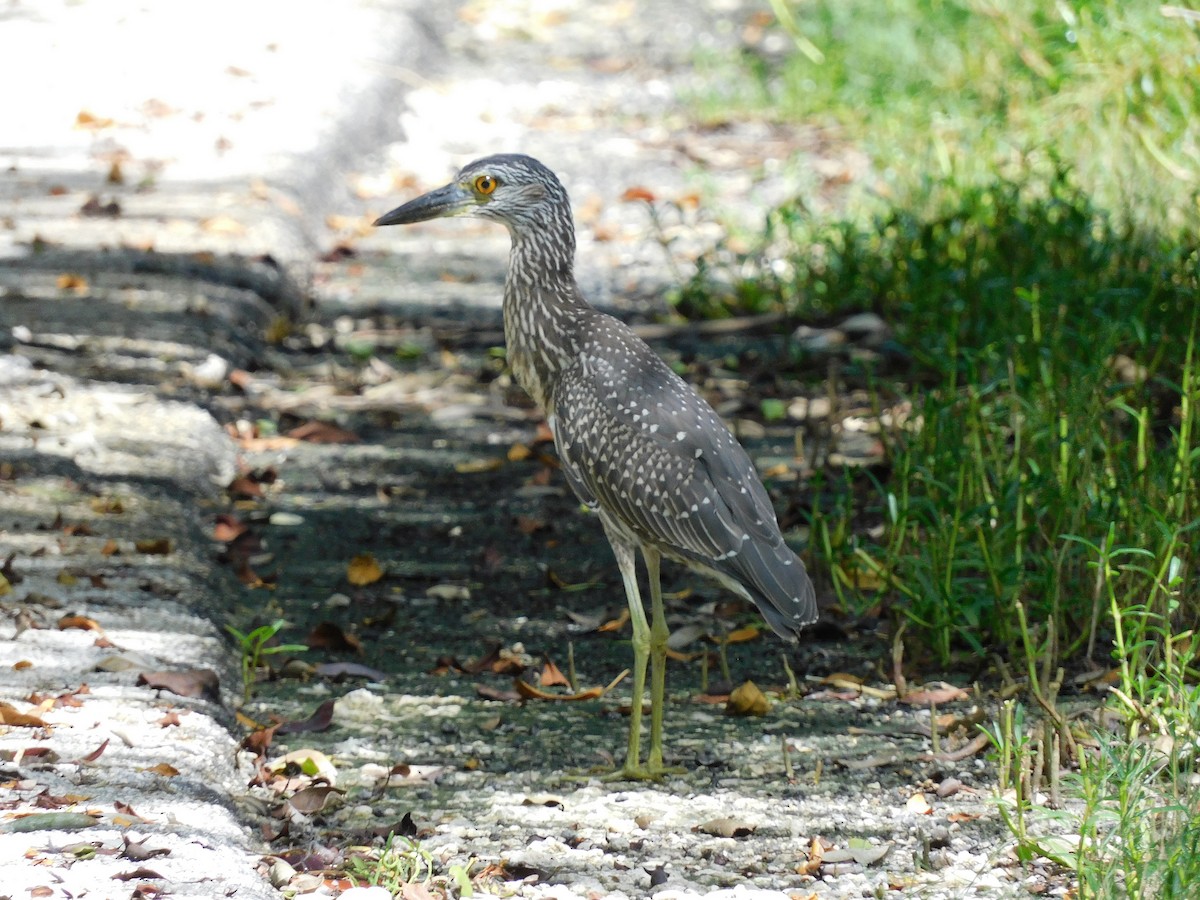 Yellow-crowned Night Heron - ML642002955