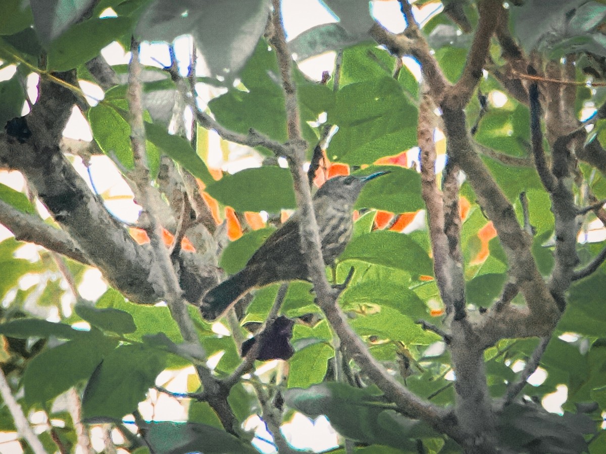 Purple-naped Spiderhunter - ML642002956