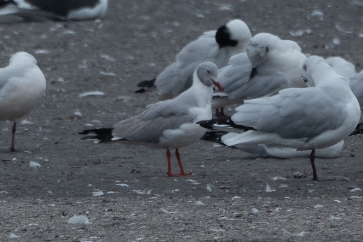 Gray-hooded Gull - ML642002957
