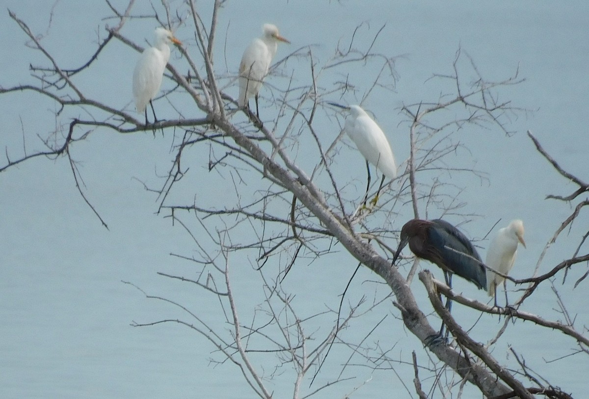 Reddish Egret - ML642002959