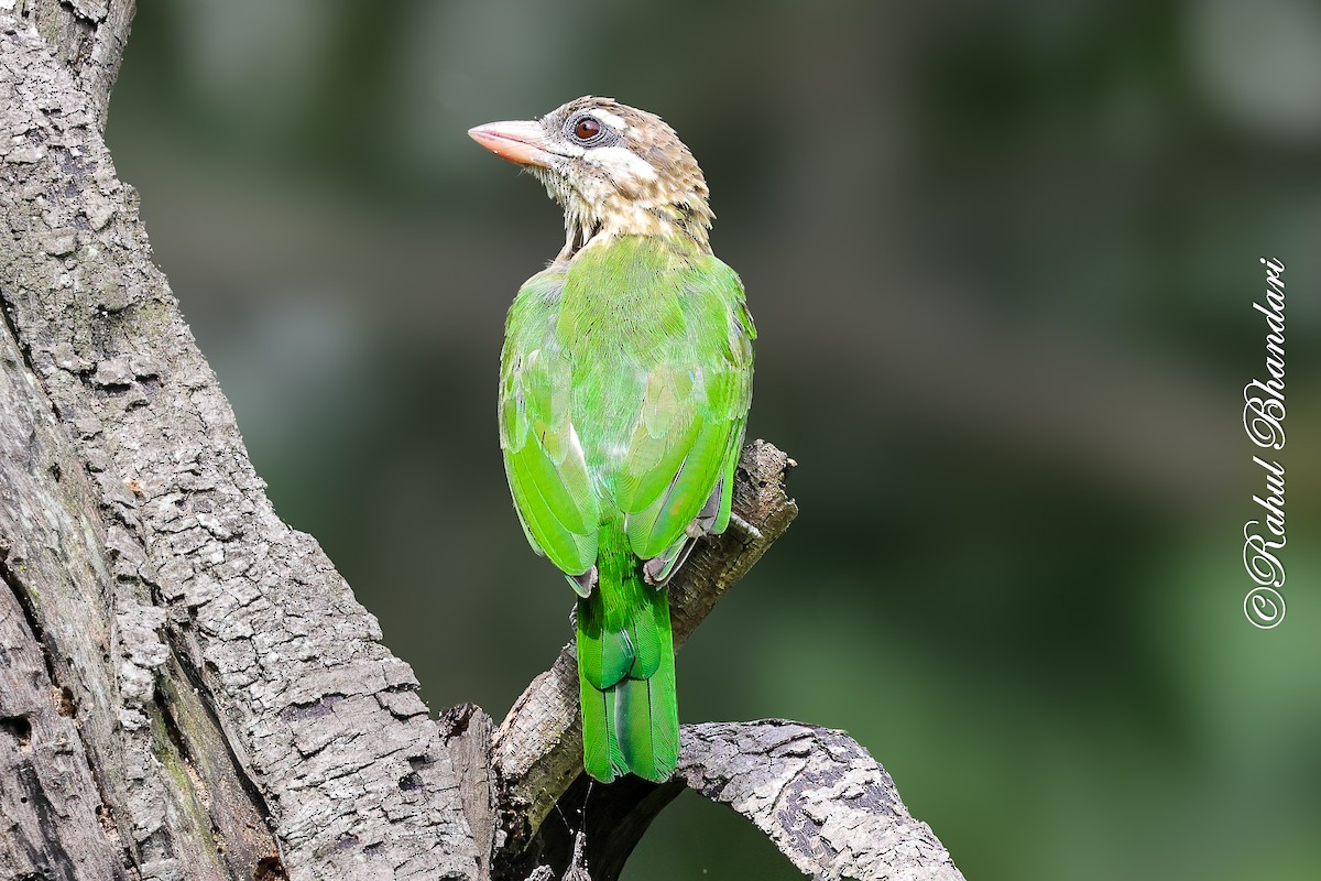 White-cheeked Barbet - ML642002968