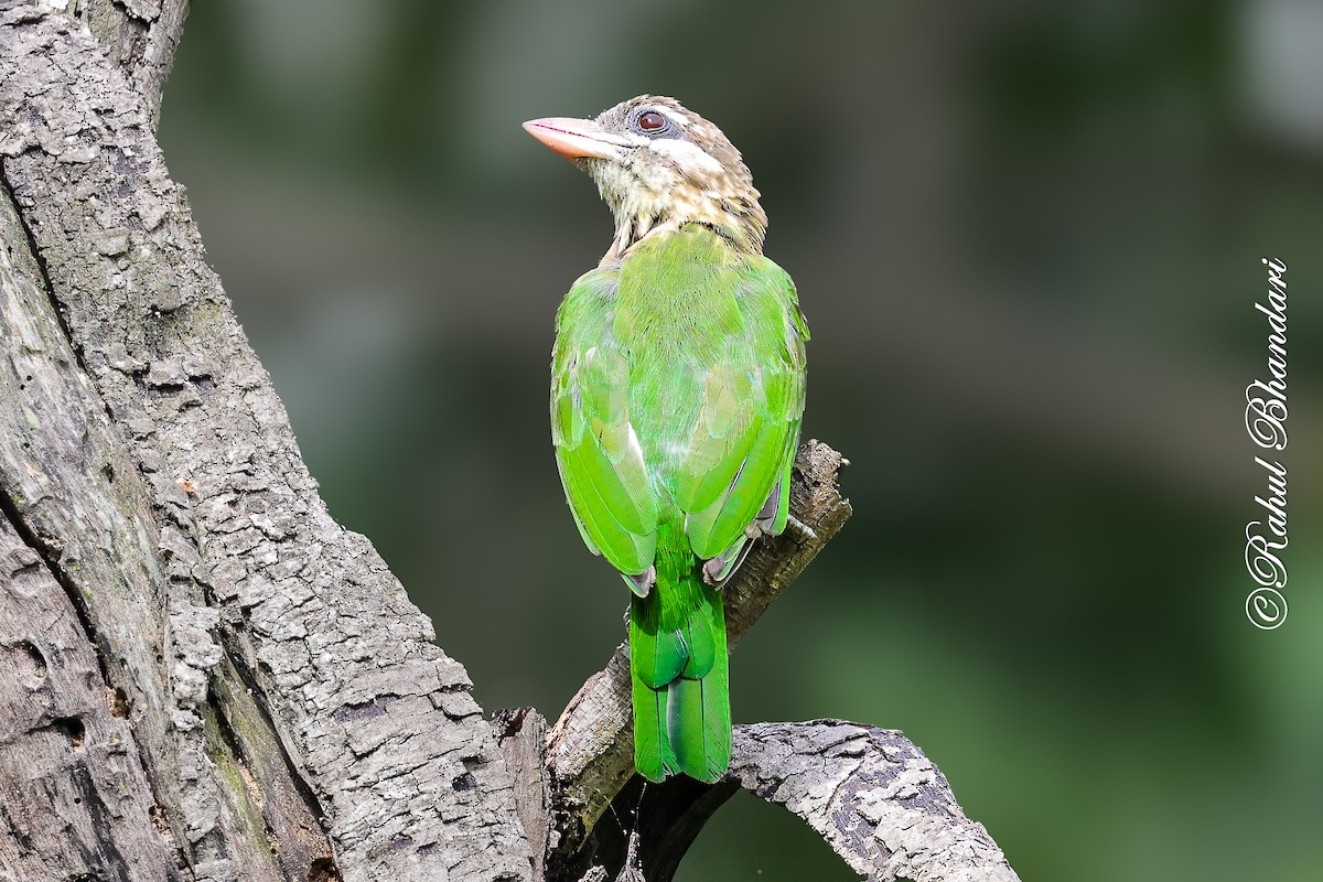 White-cheeked Barbet - ML642002969